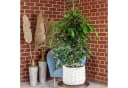 Flowerbox Zimmerpflanze Birkenfeige Ficus benjamini ca. 100 cm Bild 1