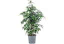 Flowerbox Zimmerpflanze Birkenfeige Ficus benjamini ca. 100 cm Bild 2