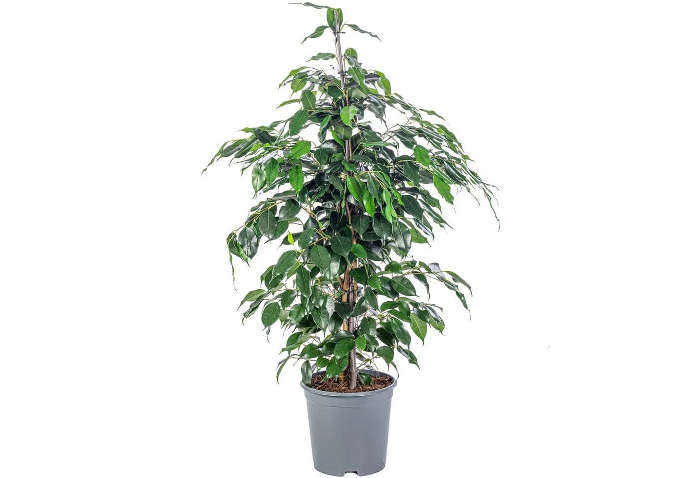 Flowerbox Zimmerpflanze Birkenfeige Ficus benjamini ca. 100 cm - Bild 2