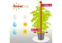Flowerbox Zimmerpflanze Birkenfeige Ficus benjamini ca. 100 cm Bild 4