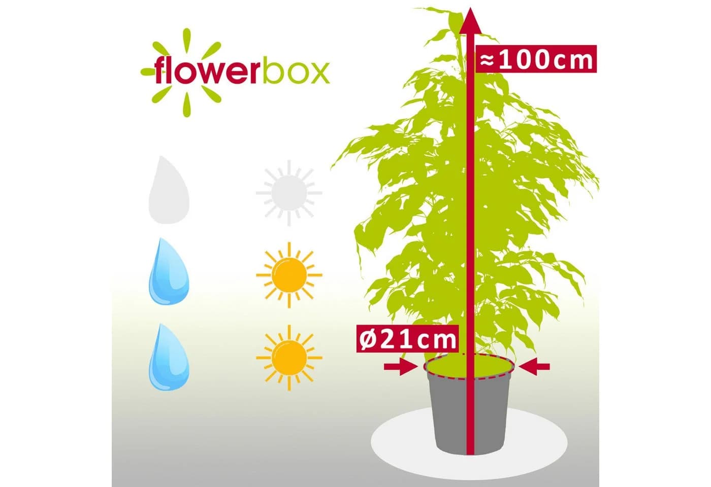 Flowerbox Zimmerpflanze Birkenfeige Ficus benjamini ca. 100 cm - Bild 4