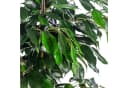 Flowerbox Zimmerpflanze Birkenfeige Ficus benjamini ca. 100 cm Bild 5