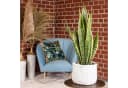 Flowerbox Zimmerpflanze Bogenhanf Sansevieria Laurentii Bild 1