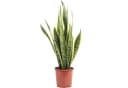 Flowerbox Zimmerpflanze Bogenhanf Sansevieria Laurentii Bild 2