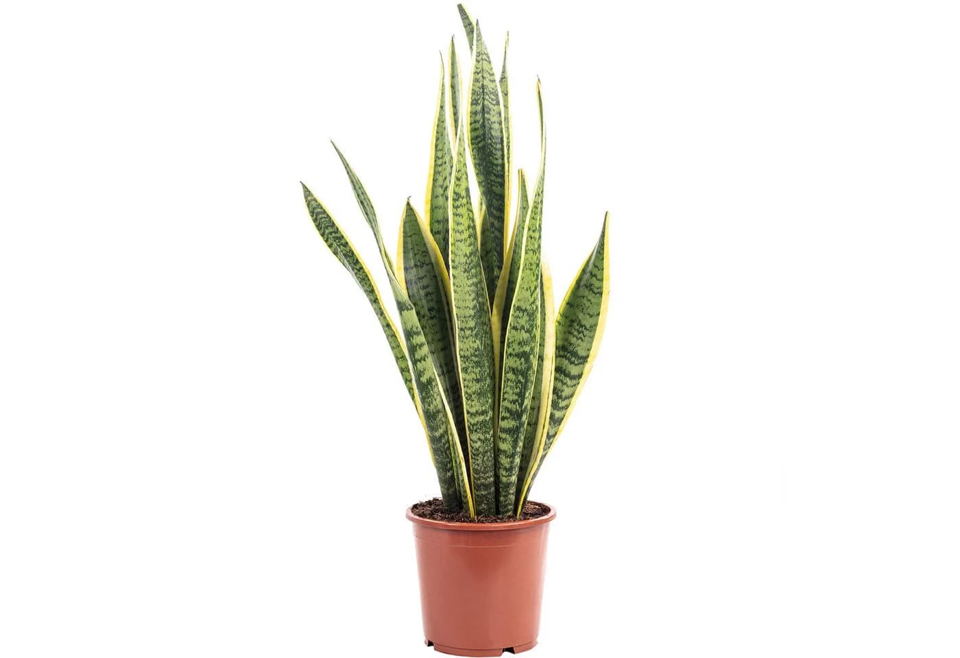 Flowerbox Zimmerpflanze Bogenhanf Sansevieria Laurentii - Bild 2