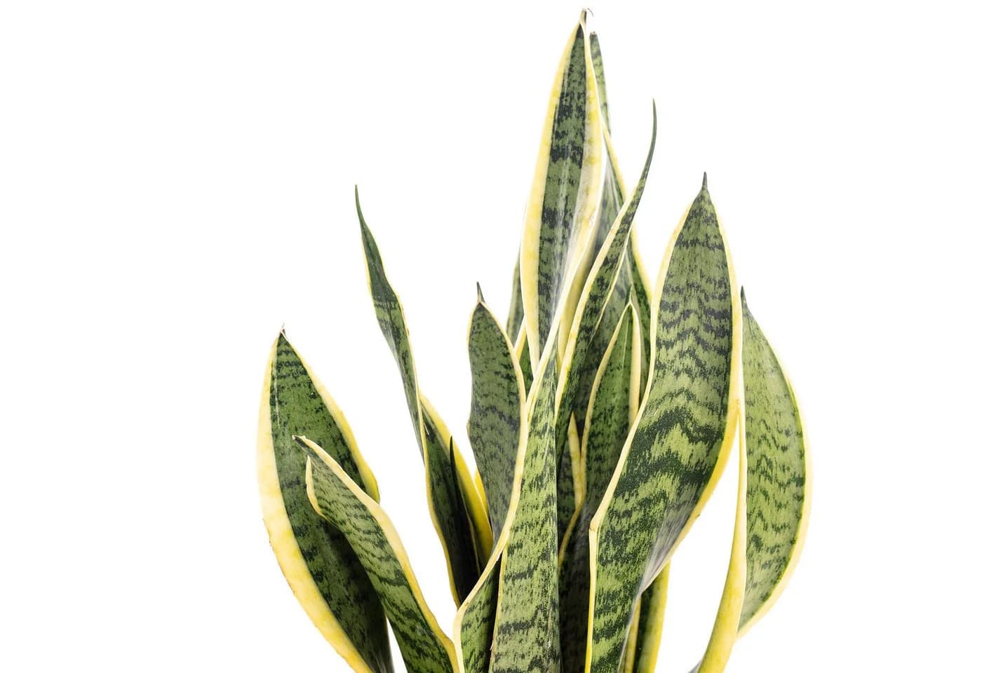 Flowerbox Zimmerpflanze Bogenhanf Sansevieria Laurentii - Bild 5