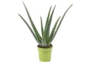 Flowerbox Aloe Vera Zimmerpflanze Bild 2