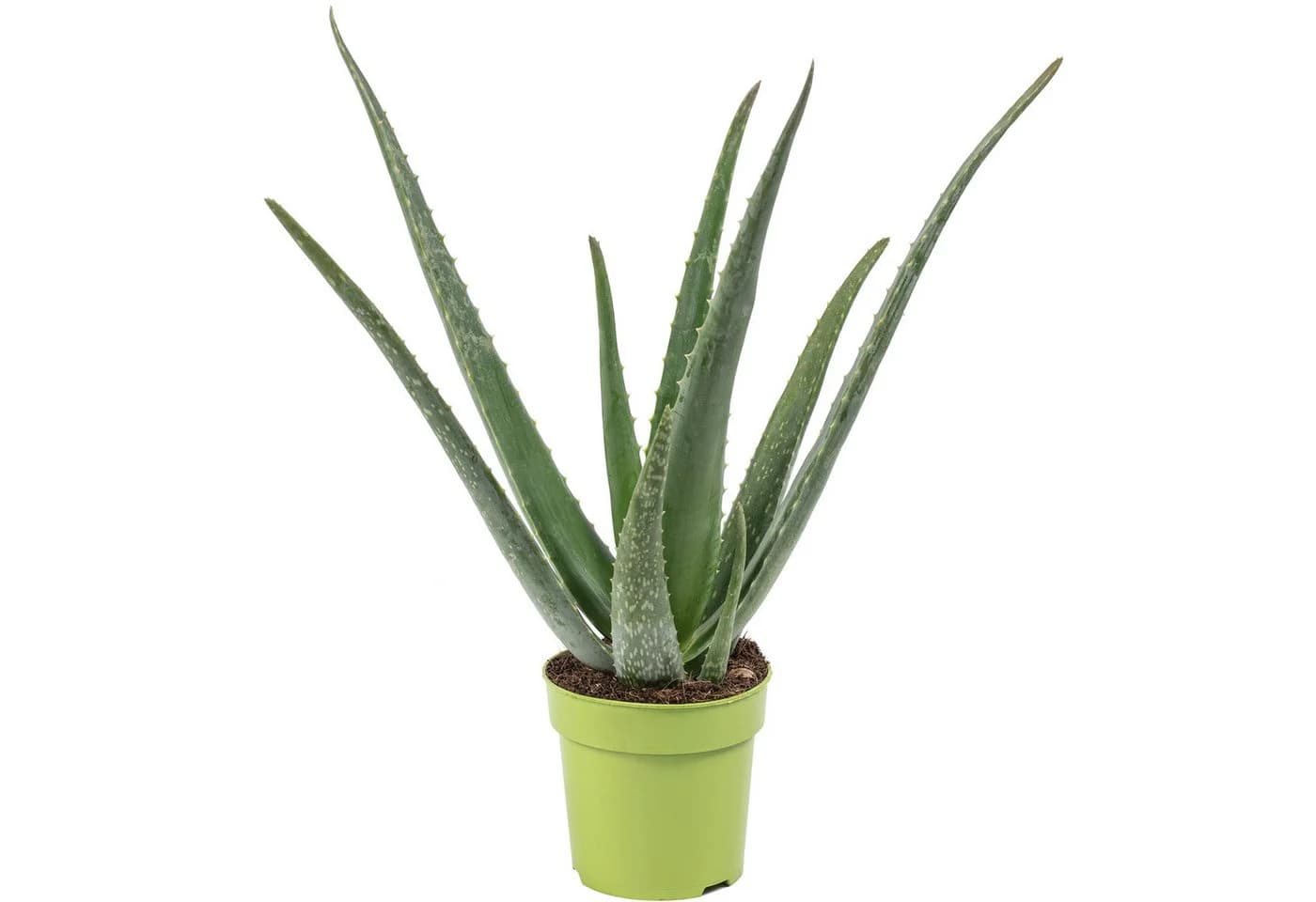 Flowerbox Aloe Vera Zimmerpflanze - Bild 2