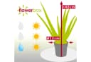 Flowerbox Aloe Vera Zimmerpflanze Bild 4