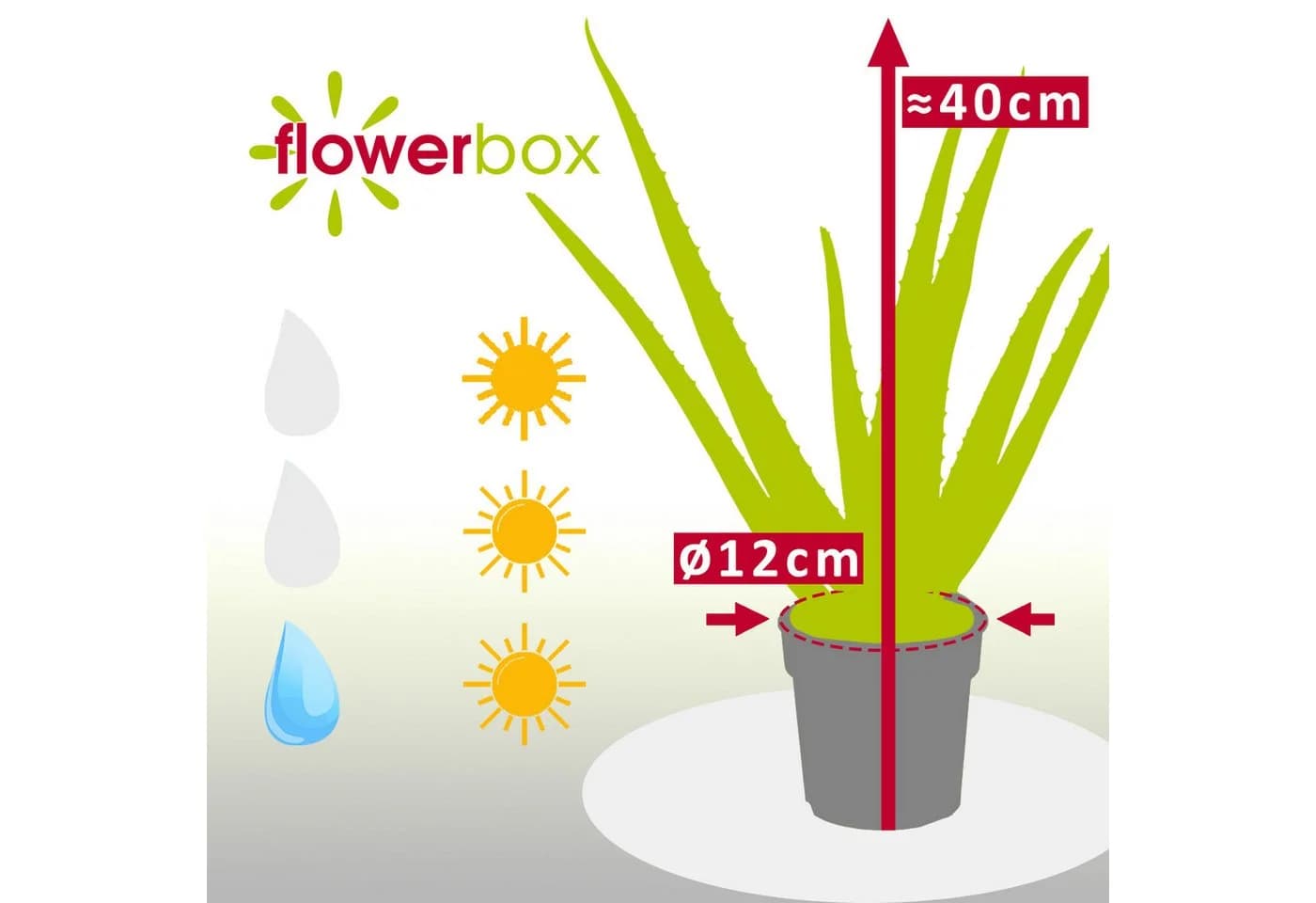Flowerbox Aloe Vera Zimmerpflanze - Bild 4