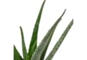 Flowerbox Aloe Vera Zimmerpflanze Bild 5