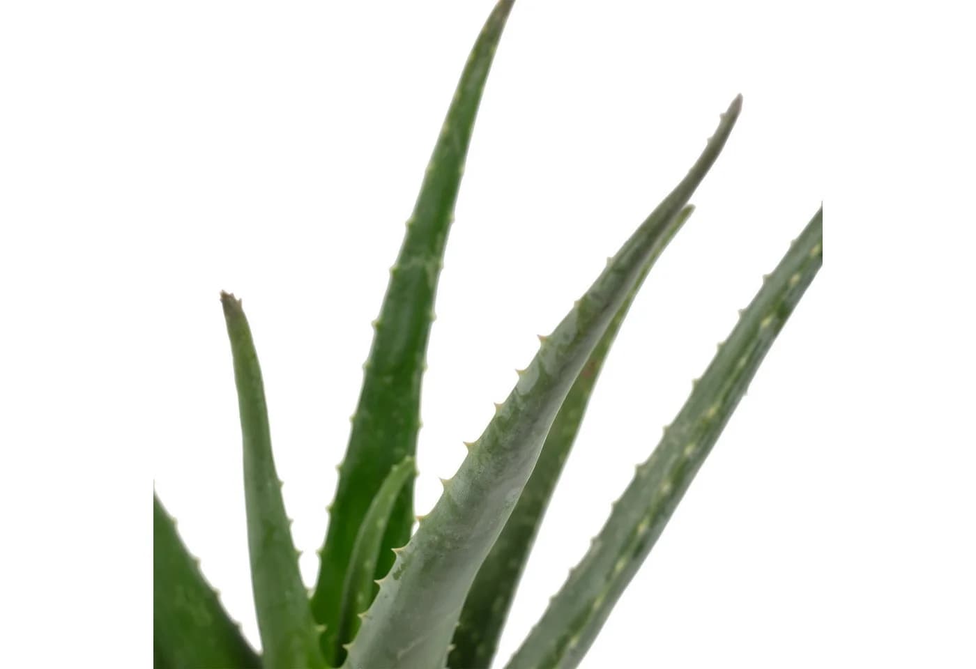 Flowerbox Aloe Vera Zimmerpflanze - Bild 5