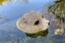 LB H&F Lilienburg Teichfigur Seehund Kopf Schwimmtier Dekofigur Bild 2
