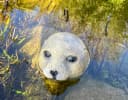 LB H&F Lilienburg Teichfigur Seehund Kopf Schwimmtier Dekofigur Bild 3