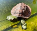 LB H&F Lilienburg Teichfigur Schildkröte Schwimmfigur Bild 1