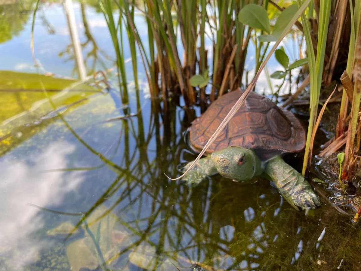 LB H&F Lilienburg Teichfigur Schildkröte Schwimmfigur - Bild 4