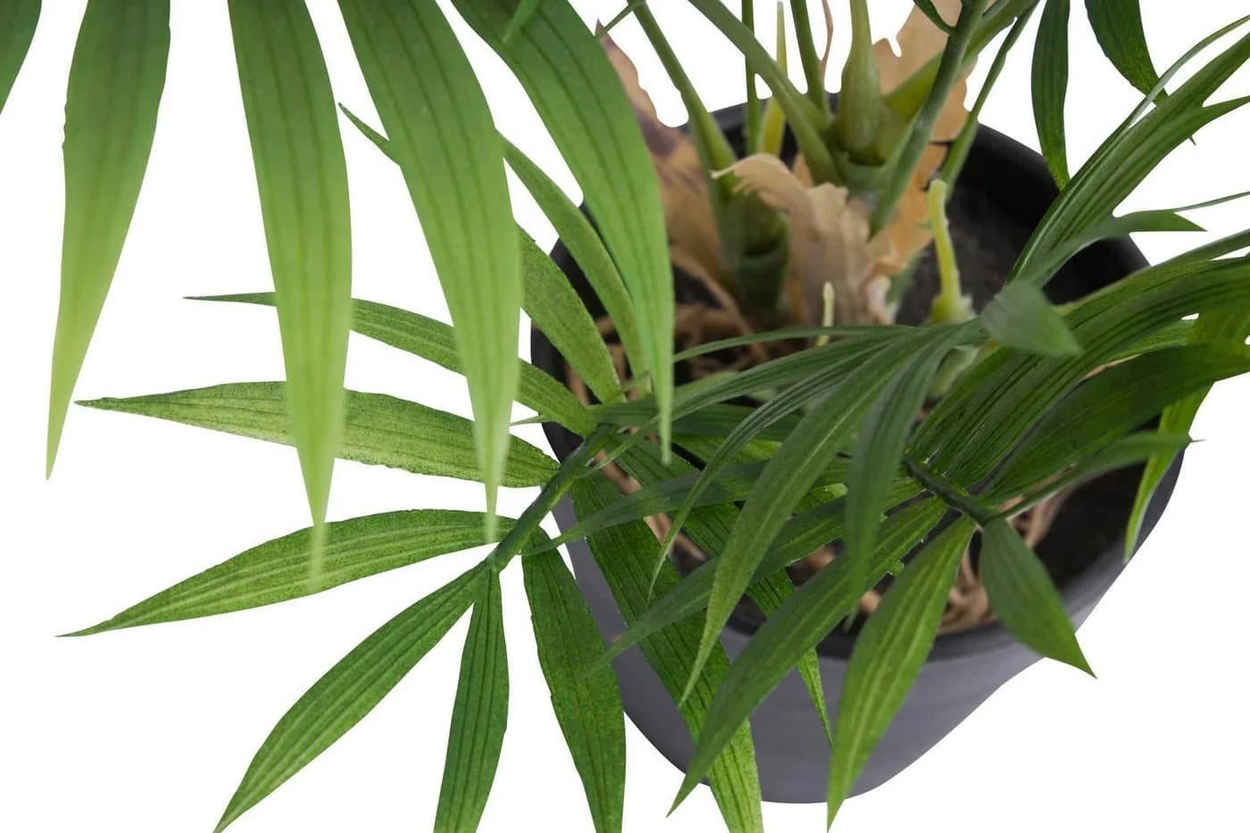 BOTANIC-HAUS Künstliche Chamaedorea Palme Grün mit Schwarzem Topf