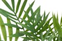 BOTANIC-HAUS Künstliche Chamaedorea Palme Grün mit Schwarzem Topf Bild 3