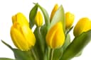 Kunstblume BOTANIC-HAUS Willa Tulpe 7er-Set Gelb Kunststoff Bild 3