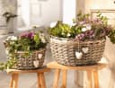 Dekoleidenschaft Pflanzschale Pflanzkörbe aus Weide, grau, Pflanztopf, Blumenschale mit Deko-Herzen (2 St., im Set) Bild 5