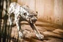 MichaelNoll Dekofigur Leopard Silber Aluminium Skulptur Bild 3