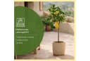 Meine Orangerie Zitronenbaum Buddhas Hand Citrus medica ‘Digitata’ Bild 1