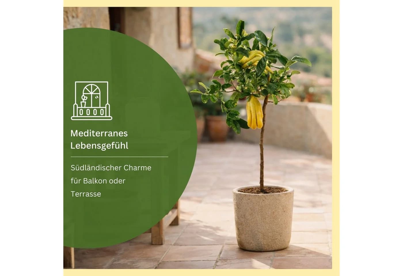 Meine Orangerie Zitronenbaum Buddhas Hand Citrus medica ‘Digitata’