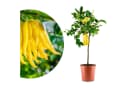Meine Orangerie Zitronenbaum Buddhas Hand Citrus medica ‘Digitata’ Bild 2