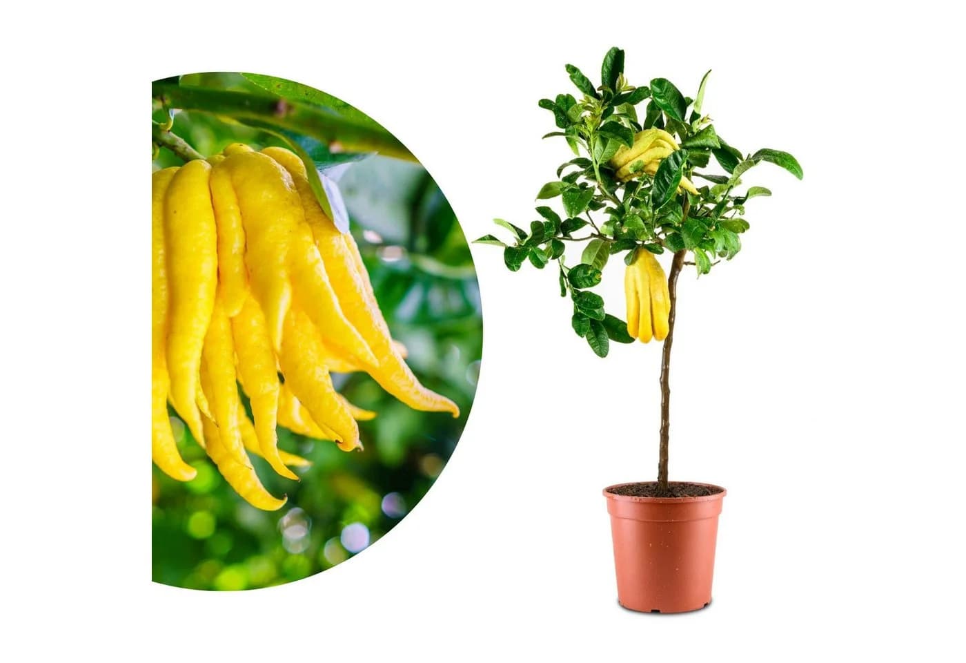 Meine Orangerie Zitronenbaum Buddhas Hand Citrus medica ‘Digitata’ - Bild 2