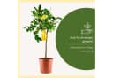 Meine Orangerie Zitronenbaum Buddhas Hand Citrus medica ‘Digitata’ Bild 5