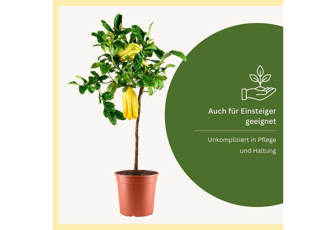 Meine Orangerie Zitronenbaum Buddhas Hand Citrus medica ‘Digitata’ - Bild 5