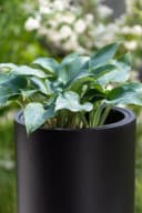 VIVANNO Bodenvase SOLERIO Fiberglas Schwarz Matt Bild 4