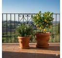 Teramico Blumentopf Terrakotta Limoni Toscana 30 mit Teller Bild 1