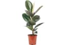 Flowerbox Gummibaum 'Robusta' Pflegeleicht 50 cm Bild 2