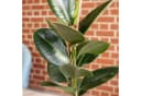 Flowerbox Gummibaum 'Robusta' Pflegeleicht 50 cm Bild 5