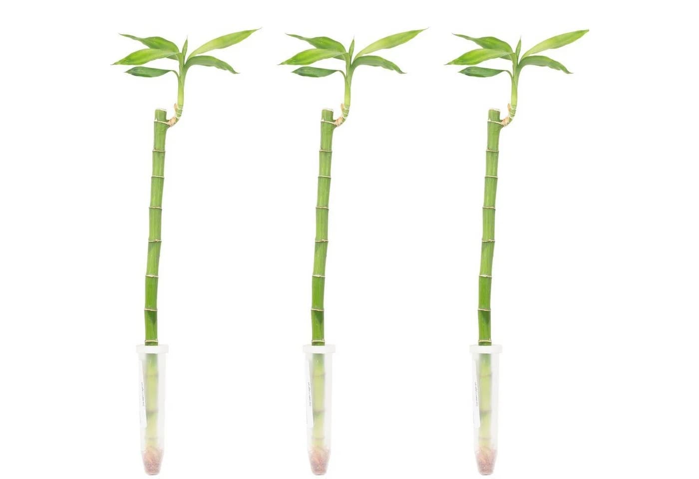 Flowerbox Glücksbambus "Lucky Bamboo" 3er-Set, pflegeleicht - Bild 2