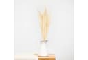 coco+cozy Trockenblume Besengras Bund ca. 70cm Beige Bild 2