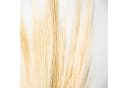 coco+cozy Trockenblume Besengras Bund ca. 70cm Beige Bild 3