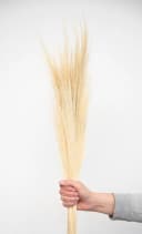 coco+cozy Trockenblume Besengras Bund ca. 70cm Beige Bild 4