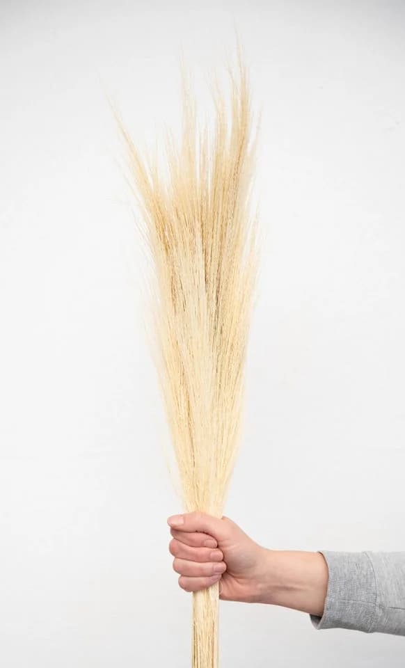coco+cozy Trockenblume Besengras Bund ca. 70cm Beige - Bild 4