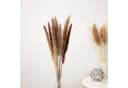 Mini Pampasgras Reed Bunch 70 cm, 10-15 Stiele, coco+cozy Bild 1