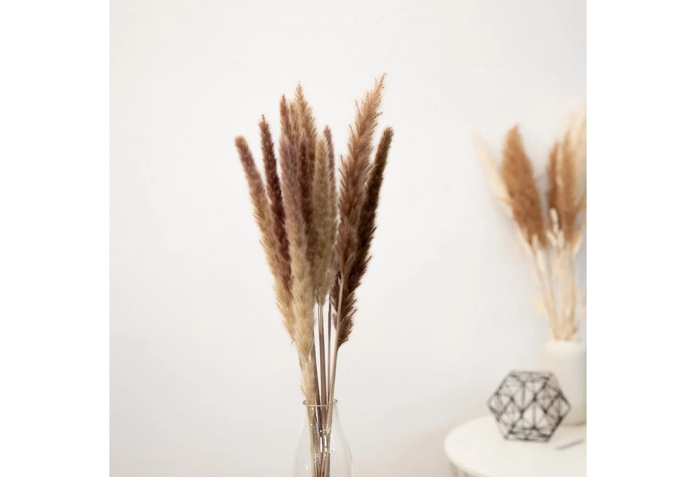 Mini Pampasgras Reed Bunch 70 cm, 10-15 Stiele, coco+cozy