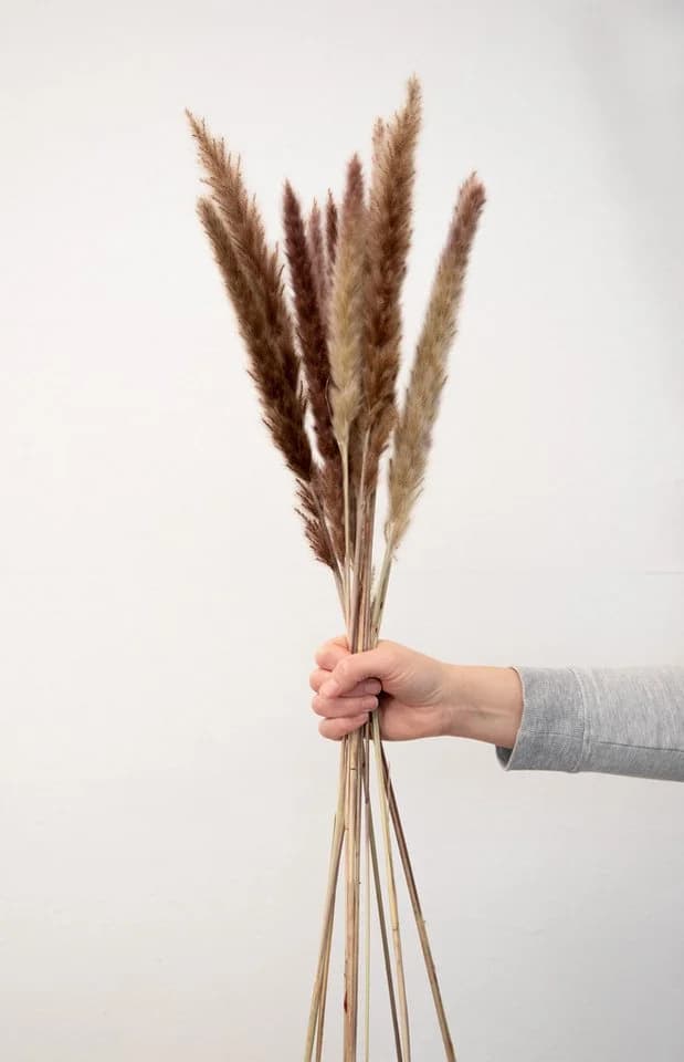 Mini Pampasgras Reed Bunch 70 cm, 10-15 Stiele, coco+cozy - Bild 2
