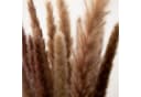 Mini Pampasgras Reed Bunch 70 cm, 10-15 Stiele, coco+cozy Bild 3