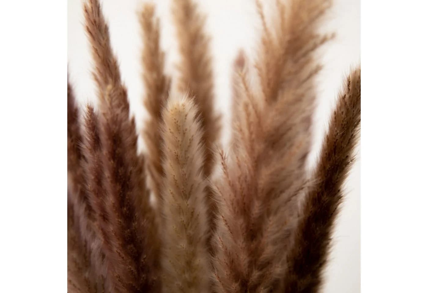 Mini Pampasgras Reed Bunch 70 cm, 10-15 Stiele, coco+cozy - Bild 3