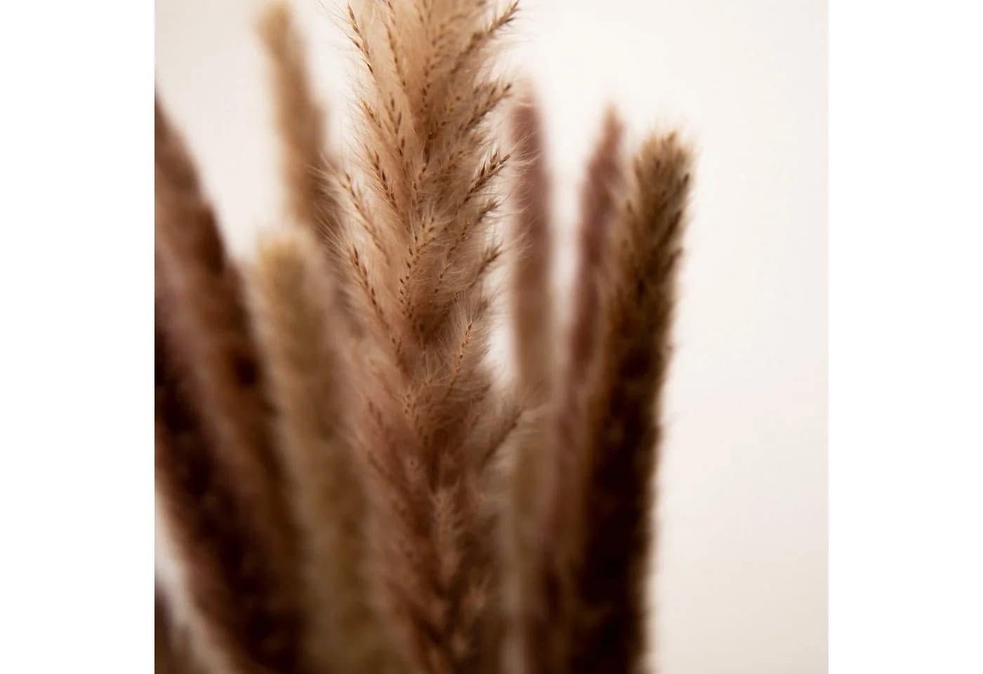 Mini Pampasgras Reed Bunch 70 cm, 10-15 Stiele, coco+cozy - Bild 5