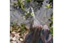 esotec Wasserspeier Solar Komplettset Froschpaar Bild 5