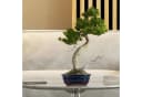 HappySeed Bonsai Schale Keramik Marineblau Bild 5