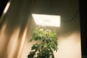 BOLD Grow Lampe 200 Watt Dimmbar LED Vollspektrum Bild 5