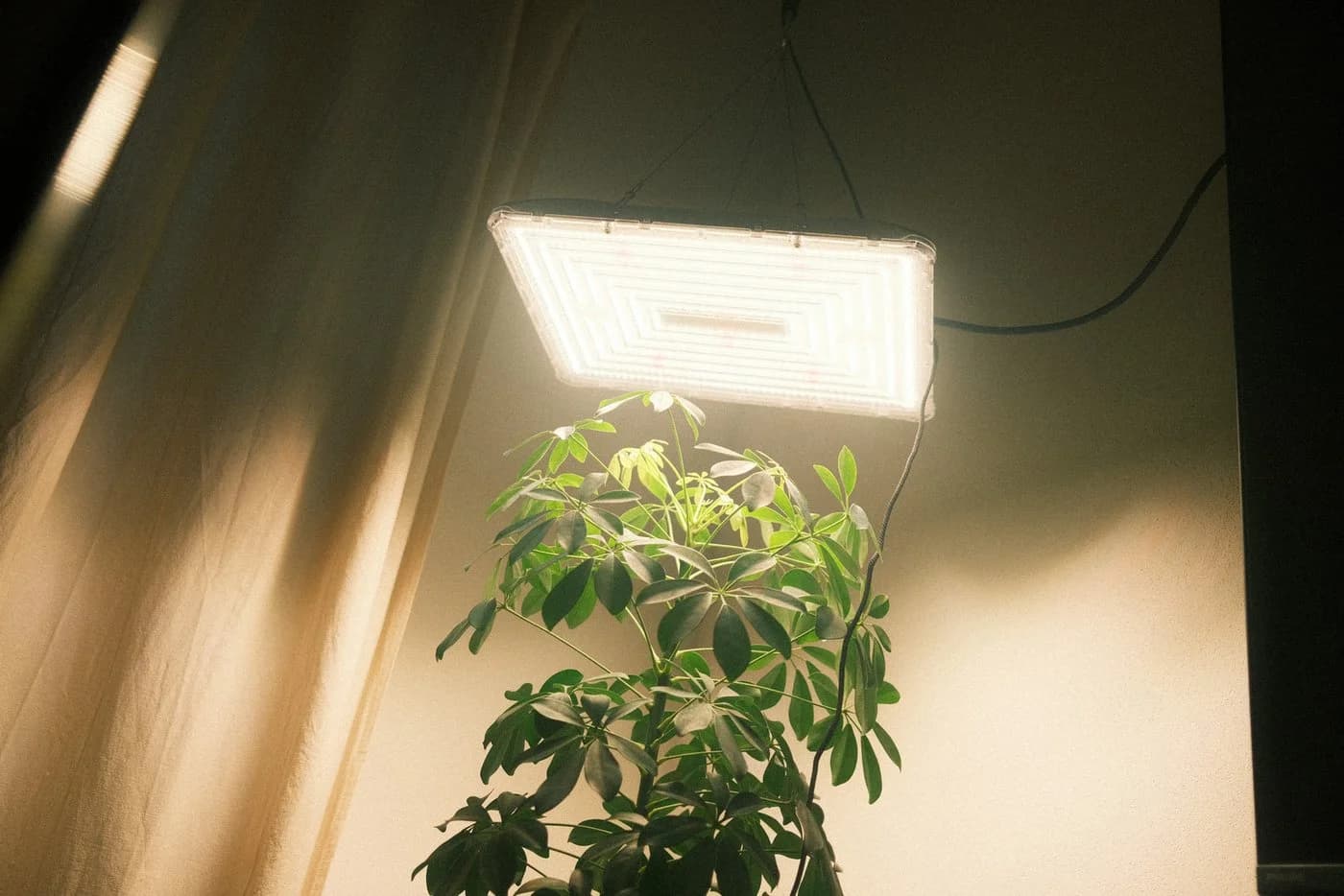BOLD Grow Lampe 200 Watt Dimmbar LED Vollspektrum - Bild 5